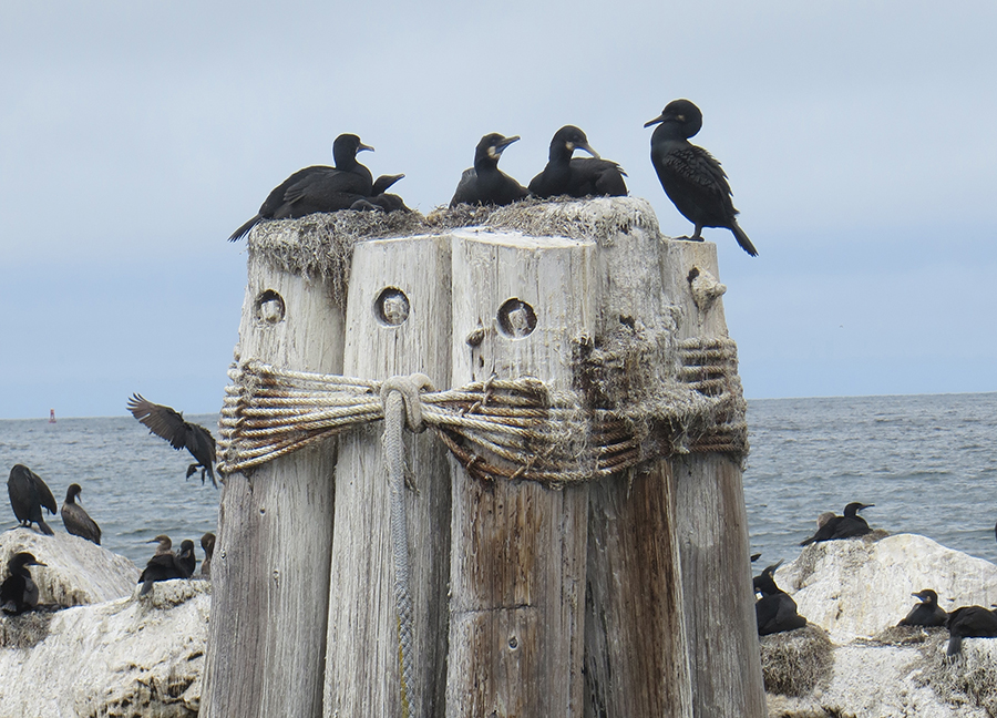 Seabirds on the coast. CDFW photo